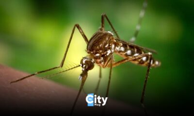 In arrivo nelle prossime settimane alcune malattie tropicali trasmesse dalle zanzare