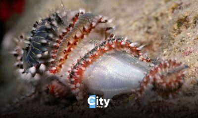 Vermocane il verme che sta terrorizzando i mari del sud italia