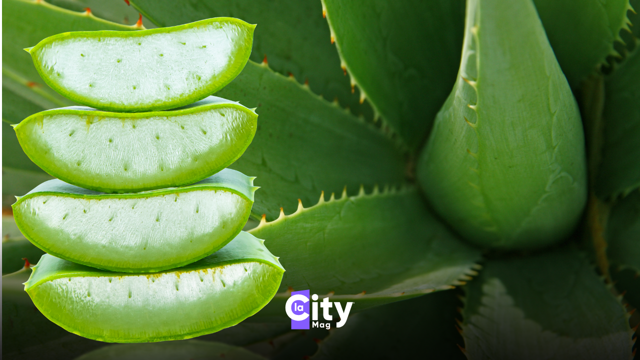 Investi sull'aloe vera, facendoti guidare da professionisti