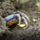 Granchio blu a caccia di vongole