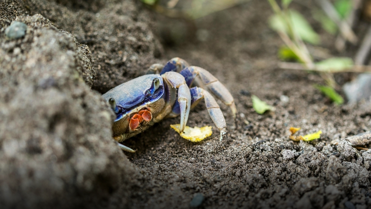 Granchio blu a caccia di vongole